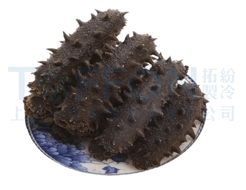 海參凍干，海鮮食品凍干技術(shù)應(yīng)用于海參凍干
