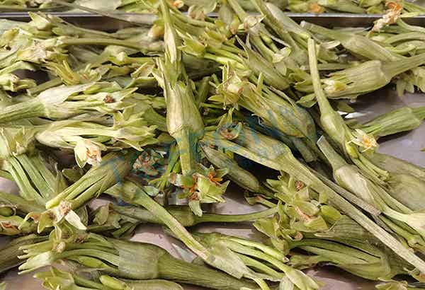 水芙蓉凍干：藥材冷凍干燥機應(yīng)用水芙蓉凍干